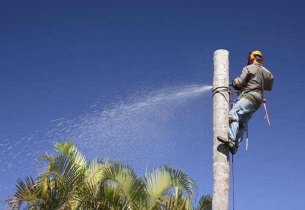 Brooklyn, OH Tree Care Company