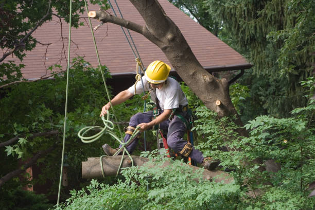 Best Tree Cabling and Bracing  in Brooklyn, OH