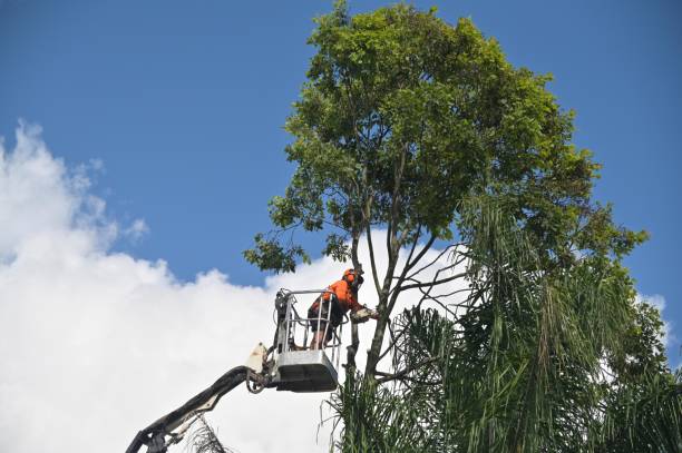 Best Lawn Dethatching  in Brooklyn, OH
