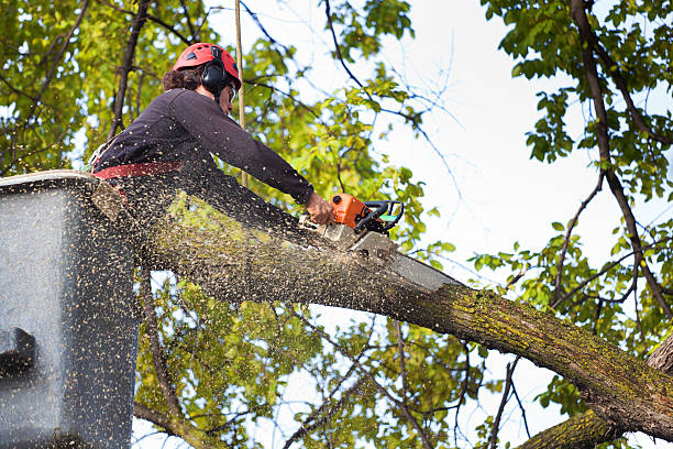 Best Commercial Tree Services  in Brooklyn, OH