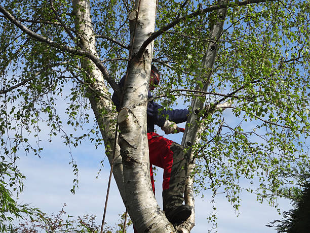 How Our Tree Care Process Works  in  Brooklyn, OH