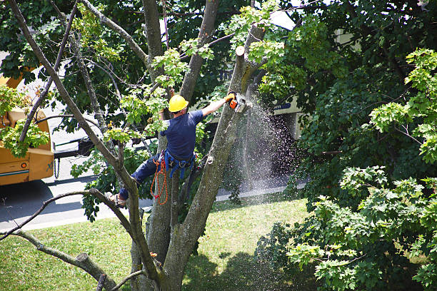 Best Storm Damage Tree Cleanup  in Brooklyn, OH