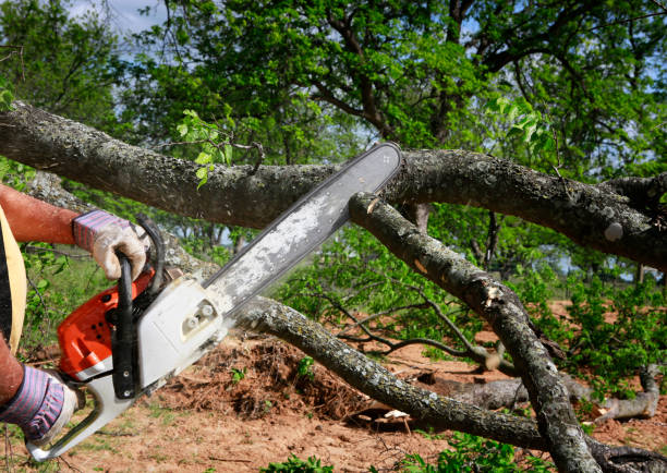 Best Lawn Maintenance Plans  in Brooklyn, OH